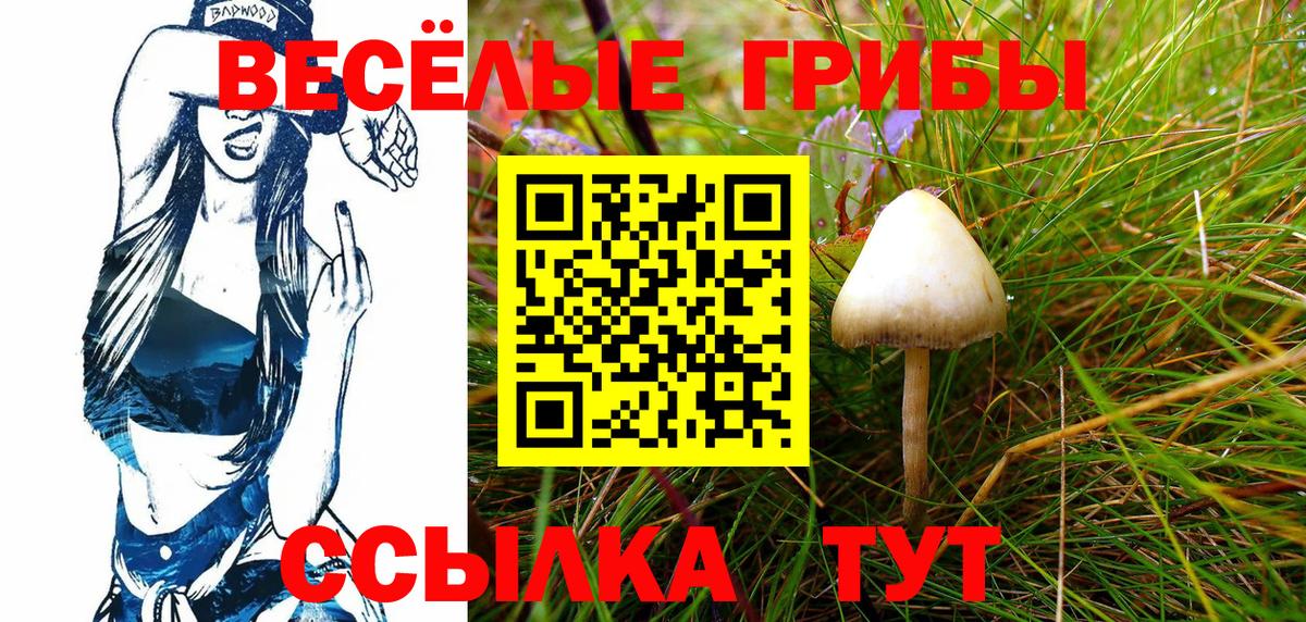 Галлюциногенные грибы Psilocybe Новотроицк